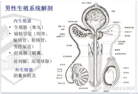 男生生殖器照片|男性生殖系统